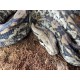 AAB012M "FORREST" - Boa Constrictor - Anery Type 2 Het Blood
