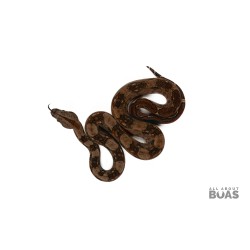 L231-04F “BLOOM” - Boa Constrictor - STRIPE TAIL 66% Het for Blood 50% Het for Anery II