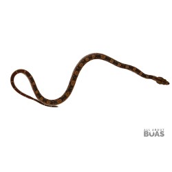 L231-06M “WILLIE” - Boa Constrictor - CIRCLE BACK 66% Het for Blood 50% Het for Anery II